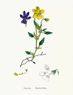 English Botany, or Coloured figures of British Plants Collection: Mountain pansy plant