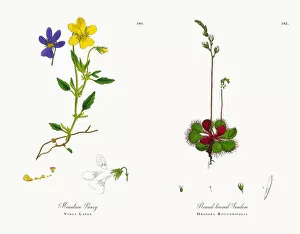 Images Dated 21st November 2017: Mountain Pansy, Viola Latea, Victorian Botanical Illustration, 1863