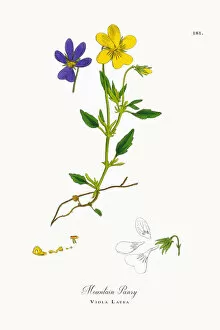 Images Dated 30th September 2017: Mountain Pansy, Viola Latea, Victorian Botanical Illustration, 1863