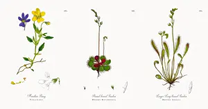 Mountain Pansy, Viola Latea, Victorian Botanical Illustration, 1863