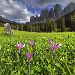 Mountain pasture with a dairy cow and flowers, after a thunderstorm, Zanser Alm alp, Santa Maddalena