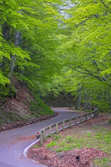 Images Dated 11th May 2014: Mountain road in the forest, Monte Catria, Apennines, Marche, Italy
