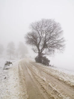 Mountain Road Collection: Mountain road and snowy tree with fog