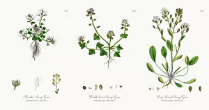 Images Dated 18th November 2017: Mountain Scurvy Grass, Cochlearia Alpina, Victorian Botanical Illustration, 1863
