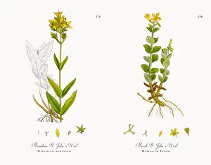 Images Dated 1st December 2017: Mountain St. Johna┬Ç┬Ös Wort, Hypericum montanum, Victorian Botanical Illustration, 1863