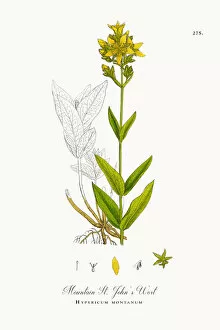 Images Dated 6th October 2017: Mountain St. Johna┬Ç┬Ös Wort, Hypericum montanum, Victorian Botanical Illustration, 1863