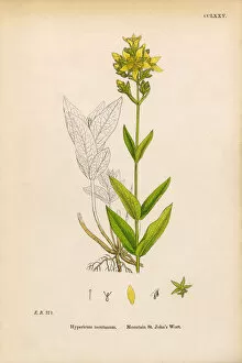 Images Dated 10th March 2017: Mountain St. Johnas Wort, Hypericum montanum, Victorian Botanical Illustration, 1863