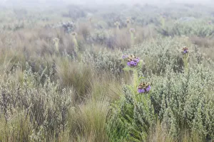 Images Dated 11th February 2016: Mountain Thistle, Carduus keniensis, and tussock grass, moorland zone, Mount Kilimanjaro