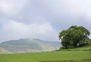 Maharashtra Prints: Mountain and tree