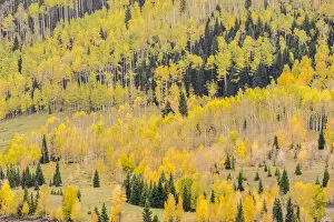 Images Dated 27th September 2017: Mountain trees in fall color, Gunnison National Forest, Colorado, USA