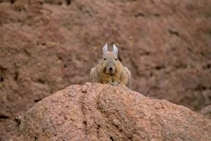 Chile Collection: Mountain Viscacha (Lagidium viscacia) perching on rock