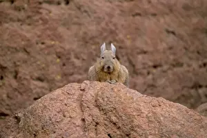 South America Prints: Mountain Viscacha (Lagidium viscacia) perching on rock