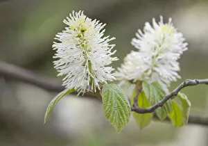 Images Dated 9th May 2013: Mountain Witch Alder -Fothergilla major-, flowers and leaves, Thuringia, Germany