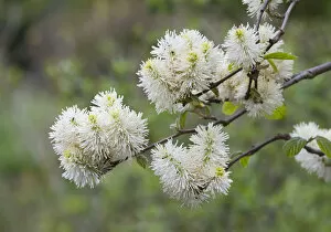 Thuringia Collection: Mountain Witch Alder -Fothergilla major-, flowering, Thuringia, Germany