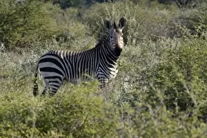 Stripe Collection: Mountain Zebra -Equus zebra-, Erongo Region, Namibia
