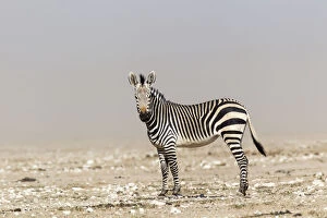 Images Dated 21st July 2013: Mountain Zebra -Equus zebra-, Etosha National Park, Namibia
