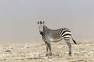 Mountain Zebra -Equus zebra-, Etosha National Park, Namibia