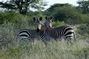 Two Animals Gallery: Mountain zebras -Equus zebra-, Erongo Region, Namibia