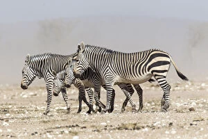 Images Dated 21st July 2013: Mountain zebras -Equus zebra-, Etosha National Park, Namibia