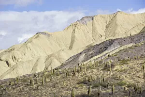 Mountains with Trichocereus pasacana cacti in the foreground, near Purmamarca, Jujuy Province, Argentina