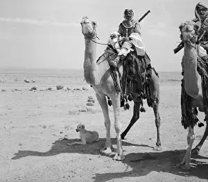 Mounted Bedoin Camel Corps Member