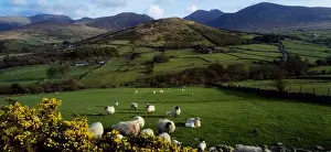 Mourne Mountains, County Down, Ireland, Sheep Near Tullymore Forest Park