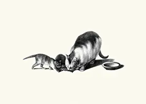 Kittens Prints: Is that a Mouse?