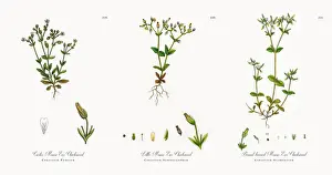 Mouse Ear Chickweed, Cerastium Pumilum, Victorian Botanical Illustration, 1863