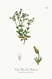 Images Dated 4th October 2017: Mouse Ear Chickweed, Cerastium Pumilum, Victorian Botanical Illustration, 1863
