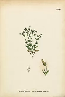 Images Dated 20th February 2017: Mouse Ear Chickweed, Cerastium Pumilum, Victorian Botanical Illustration, 1863