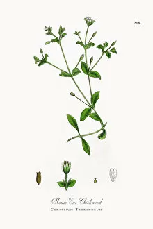 Images Dated 4th October 2017: Mouse Ear Chickweed, Cerastium Tetrandrum, Victorian Botanical Illustration, 1863