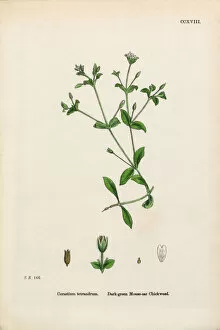 Images Dated 20th February 2017: Mouse Ear Chickweed, Cerastium Tetrandrum, Victorian Botanical Illustration, 1863