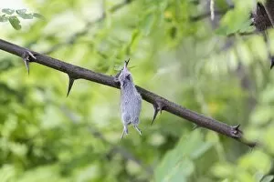 Prick Gallery: Mouse impaled on thorns, larder of a Red-backed Shrike