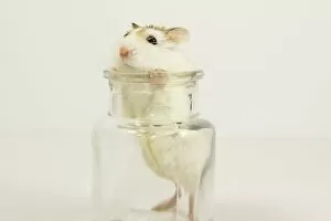 Images Dated 4th October 2017: mouse inside a glass jar