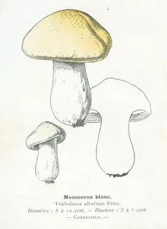 Images Dated 29th January 2018: Mousseron mushroom engraving 1895