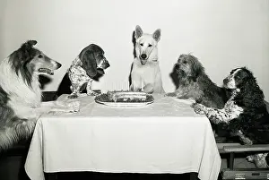 Five Animals Prints: Movie Dog and Friends Celebrating Birthday