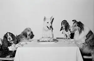 Five Animals Prints: Movie Dog and Friends Celebrating Birthday