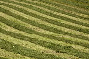 Images Dated 12th July 2013: Mowed hay field with a striped pattern, Compton, Eastern Townships, Quebec Province, Canada