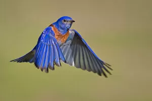 Images Dated 4th March 2012: Mr. Bluebird