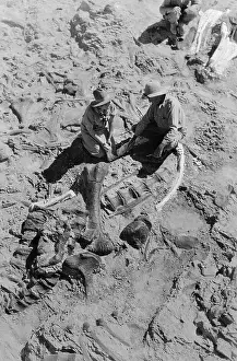 Mr. and Mrs. Barnum Brown Working on Prehistoric Bones