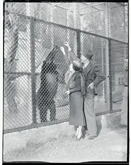 Gorilla Prints: Mr. and Mrs. Martin Johnson Feeding a Gorilla