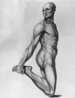 Mr Muscles