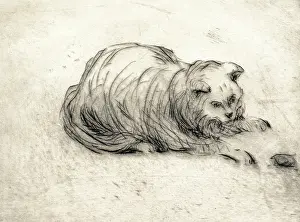 Stalking Prints: Mrs. Ward's cat