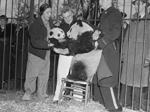 Mrs. William Harkness Jr. Introducing Pandas in Zoo