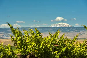 Images Dated 5th June 2015: Mt. Adams overlooking Red Willow vineyards, Yakima Valley, Washington State, USA