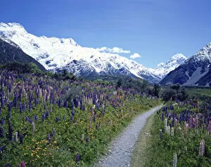 Images Dated 5th February 2013: Mt Cook and Lupinus Flowers, New Zealand