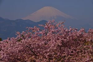 Images Dated 28th February 2016: Mt Fuji and Cherry Blossom