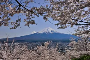 Deep Snow Prints: Mt Fuji, Cherry Blossom and Shinto Shrine, Fuji-yoshida City, Japan