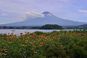 Images Dated 25th July 2015: Mt Fuji and gaillardia (blanket flower)