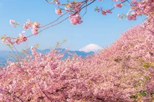 Images Dated 28th February 2016: Mt. Fuji among sakura